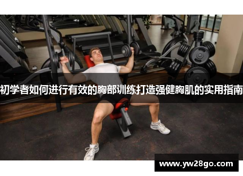 初学者如何进行有效的胸部训练打造强健胸肌的实用指南